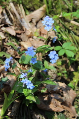 Omphalodes cappadocica
