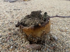 Scleroderma septentrionale