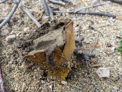 Scleroderma septentrionale