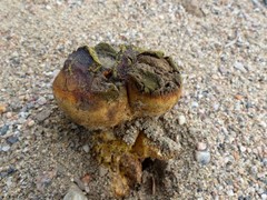 Scleroderma septentrionale