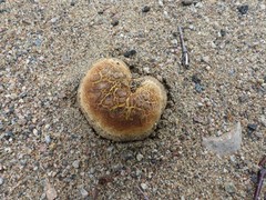 Scleroderma septentrionale