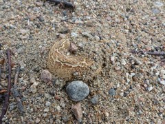 Scleroderma septentrionale