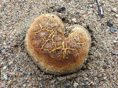 Scleroderma septentrionale