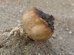 Scleroderma septentrionale