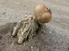 Scleroderma septentrionale