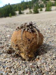 Scleroderma septentrionale