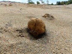 Scleroderma septentrionale