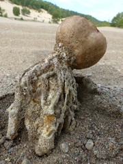 Scleroderma septentrionale