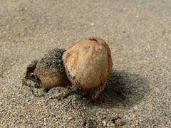 Scleroderma septentrionale