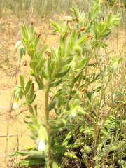 Onosma setosa