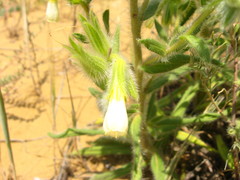 Onosma setosa