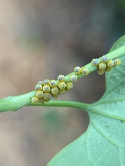 Battus polydamas
