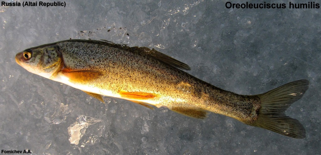 Dwarf altai osman (Oreoleuciscus humilis) — Cyprinidae