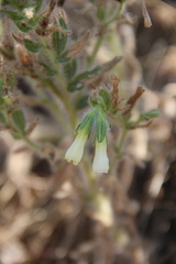 Onosma microcarpa