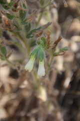 Onosma microcarpa