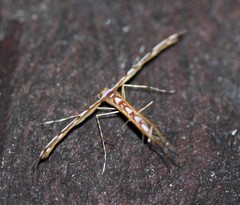 Cosmoclostis aglaodesma