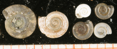 Lesser Ramshorn Snail