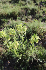 Onosma microcarpa
