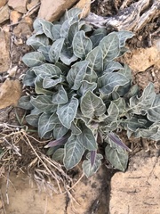 Oenothera brachycarpa