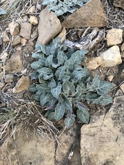 Oenothera brachycarpa