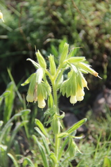 Onosma microcarpa