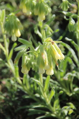 Onosma microcarpa