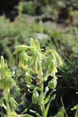 Onosma microcarpa
