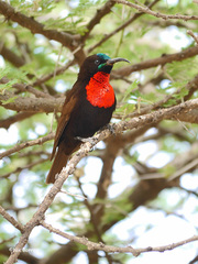 Chalcomitra senegalensis lamperti