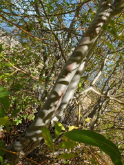 Salix jepsonii