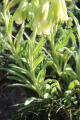 Onosma microcarpa