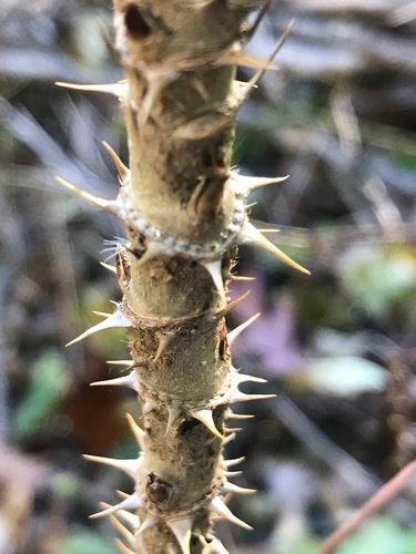 Japanese angelica tree
