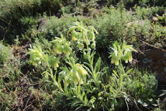 Onosma microcarpa