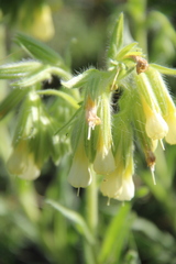 Onosma microcarpa