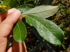 Salix jepsonii