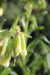 Onosma microcarpa