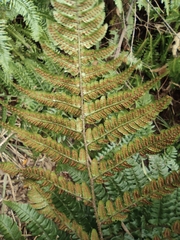 Dryopteris championii