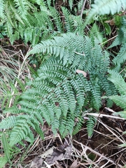 Dryopteris championii