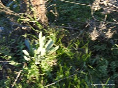 Cynoglossum cheirifolium