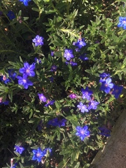 Glandora diffusa