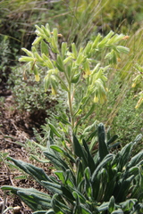 Onosma microcarpa