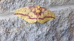 Eacles imperialis pini