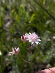 Actinotus forsythii