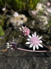 Actinotus forsythii