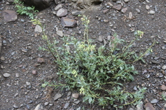 Onosma sericea