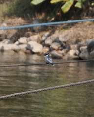 Ceryle rudis
