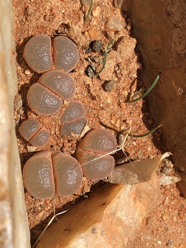 Ophthalmophyllum friedrichiae 3