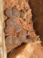 Conophytum friedrichiae