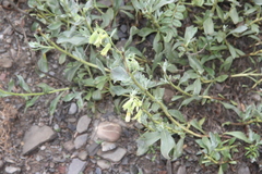Onosma sericea