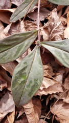 Magnoliopsida
