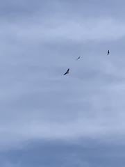 Buteo jamaicensis